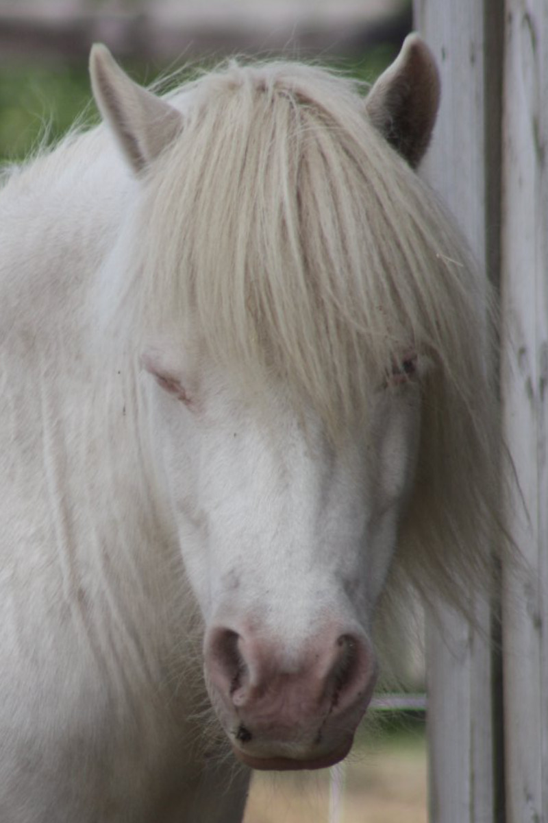 Photo of Bluey